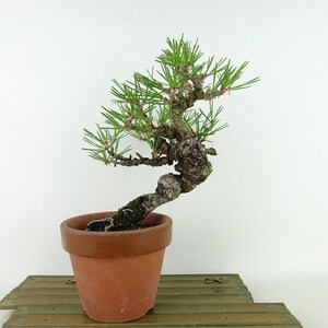 盆栽 松 黒松 樹高 約21cm くろまつ Pinus thunbergii クロマツ マツ科 常緑針葉樹 観賞用 現品