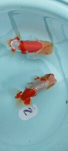 No.2☆剣士蘭☆　荻谷×森相　雄雌　2歳魚　14cm　2尾