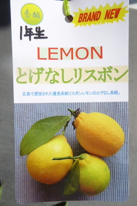 値下げ！即決1364円♪柑橘の果樹苗レモン とげなしリスボン 1年生