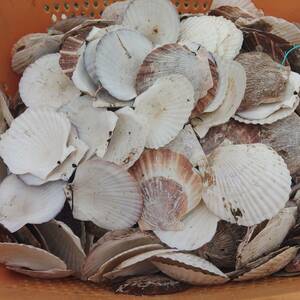 ホタテ貝殻のみ約１２ｋｇＳサイズ 約360枚 帆立貝 ホタテのアクセサリーにも 平均直径105ｍｍ ハンドクラフト ほたて ハンドメイド 素材