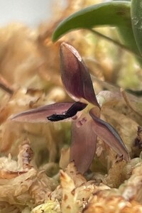 洋蘭　原種　大株　バルボフィラム　Bulbophyllum dischidiifolium