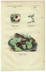 1837年 スペイン 博物図鑑 鋼版画 手彩色 Pl.46 キンカメムシ科 アブラムシ科 タマバチ科 インクタマバチなど3種 博物画