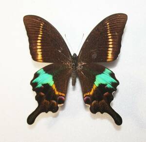 蝶 （標本） タカネクジャクアゲハ 野外品 A－ 最大級 体長１０１ｍｍ 