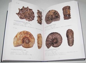 日本の化石　写真集「北海道のアンモナイト」　特別値下げ価格！