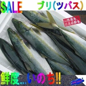 今が旬「天然ブリの子 2.5-3.5kg」ハマチ...とれたて直送!!境港産