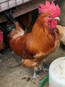 【数量２】(食用)名古屋コーチン保存会系種鶏　有精卵５個＋１個の出品です。