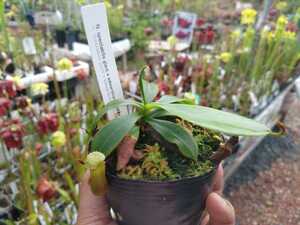 食虫植物【ネペンテス】N. spectabilis x edwardsiana #NNN【送料無料】