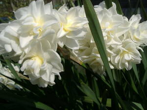大50球 8000円 エルリッチャー 白×白 水仙球根 八重咲き・房咲き 芳香性 格安　