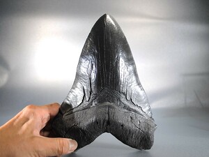 ◆220mm 美麗 繊細 史上最大級メガロドンの歯 Megalodon超巨大ザメ 太古ムカシホホジロザメ レプリカ博物館 教材 資料◆