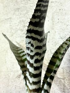 【Frontier Plants】【現品】エクメア・リバーフローパターン　Aechmea River Flow Pattern タンクブロメリア