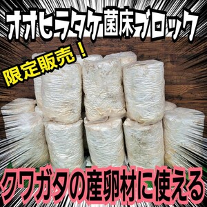 クワガタの産卵木の代わりにどうぞ！　マットに埋め込むだけで爆産！　オオヒラタケ菌床ブロック　割り出しが楽で幼虫がたくさんとれます