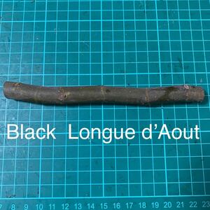 Black Longue d’Aout穂木　イチジク穂木 いちじく穂木 