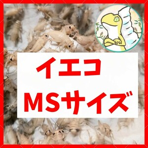 MSサイズ 【150匹+死着保証20% 】送料込み1000円 イエコ　ヨーロッパイエコオロギ　送料無料　