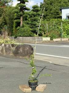 モッコウバラ 白花 1.5m長尺 15cmポット 苗木