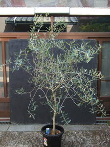 ☆小豆島で育んだ　オリーブ　アスコラーナ　鉢植え 　　2ｍ