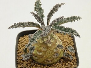 ■[W139]lavrani　ラブラニー　実生苗　ヤマト運輸 【多肉植物　Dorstenia　ドルステニア】