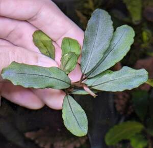 ◆ブセファランドラsp.カユラピス3【TB便】2018-1月 Bucephalandra sp. Kayu lapis3◆