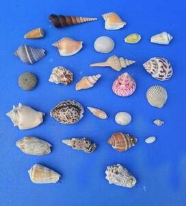 綺麗で小さな貝殻沢山貝の名前は解りません画像で確認ください