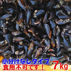 送料無料！釣り餌に★ムラサキイガイ★冷凍発送７ｋｇ★イガイ カラス貝 ムール貝 釣りエサ クロダイ 黒鯛 チヌ 石鯛 コブダイ カワハギ ★