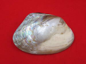 貝殻 ローナチュラル レア 真珠層 楕円形 光沢のある貝殻 