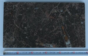 化石　大理石　天然大理石　花台　美術　貝　アンモナイト　直角石　オルソセラス　モロッコ産　製品番号8