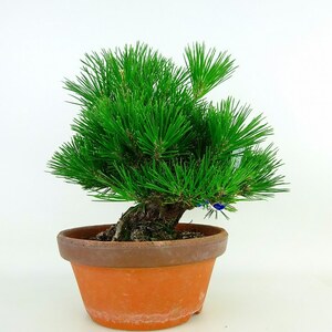 盆栽 松 黒松 樹高 約26cm くろまつ 高級盆栽 Pinus thunbergii クロマツ マツ科 常緑針葉樹 観賞用 現品