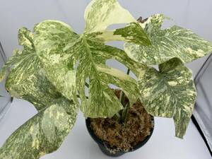 【極上株グリーンスノー】モンステラ ボルシギアナ グリーンスノー　斑入り【写真現物】 Monstera Borsigiana Green　Snow　Var　【HEIAN】