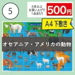 【5番】オセアニア・アメリカ大陸の動物　下敷き1枚　アルパカ・ウォンバット