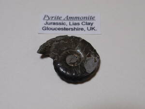 ミニアンモナイト化石　Pyrite Ammonite Jurassic Lias Clay 英国産　（2）