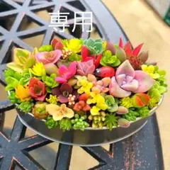 そのまま飾れる多肉植物寄せ植え　楕円　管理書付