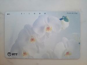 新品未使用 テレカ 胡蝶蘭 植物 花 癒し 自然 美しい テレホンカード 50度 昭和 NTT コレクション 新品