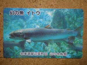 doub・魚　イトウ　北海道留辺蕊町　山の水族館　テレカ