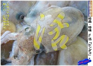 当港自慢の珍味な烏賊/子持ち「ピンダコ3kg 活または冷凍」　『魚王国』境港産