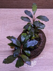 Bucephalandra sp.Green Blue Velvet(水上葉)軽石鉢セット ブセファランドラ グリーンブルーベルベット①
