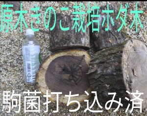 残りわずか　原木きのこ栽培ほだ木　「駒菌打ち込み済み」2種類4本　