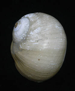 貝の標本 Lunaria lewisi 70mm.w/o.USA