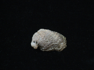 貝の標本 Stomatolina angulata 27.1mm.