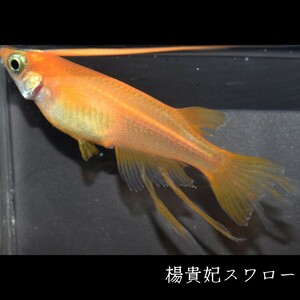 楊貴妃スワロー　稚魚１０匹 めだか メダカ メダカの稚魚　楊貴妃　スワロー　風雅　赤　朱　紅　紅帝　鰭　ヒレ　東天光 フロマージュ