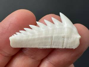 サメ 歯 現生 カグラザメ [SG48] サメの歯 鮫の歯 鮫 牙