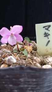 山野草　スミレ科　マキノスミレ　　　　栃木県産　小形の容姿に紅花が愛らしい。花は終わりました。