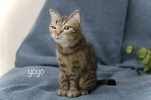 yoyo 羊毛フェルト ハンドメイド 猫 ネコ キジトラ