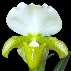 洋蘭 原種 地生蘭 野生蘭 パフィオ Paph.charlesworthii album x sib 綺麗なグリーン花が開花している実生