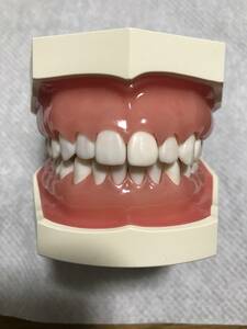 NISSIN ニッシン 歯科模型 顎模型 500HPRO 吸収骨 ピンク粘膜 舌付き