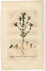 1834年 Baxter 手彩色 銅版画 Pl.72 ハマウツボ科 コゴメグサ属 EUPHRASIA OFFICINALIS