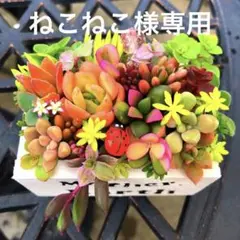 そのまま飾れる多肉植物寄せ植え　ミニ　管理書付