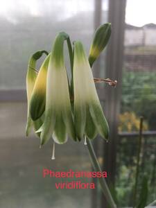 フェアドラナッサ・ヴィリディフローラ　Phaedranassa viridiflora　子株付き