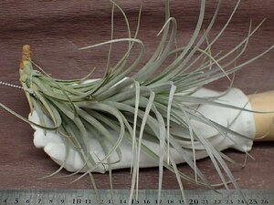 Tillandsia milagrensis チランジア・ミラグレンシス●エアプランツTR