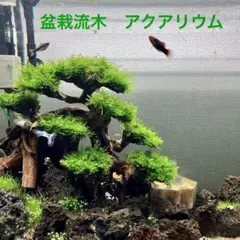 流木　アクアリウム　水槽　盆栽流木　Bonsai layout 南米ウィローモス