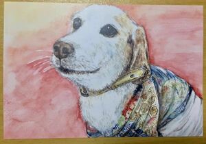 オリジナル 手描きイラスト ポストカード 犬 複製 ビーグル 和装 袴 犬イラスト 水彩 【あおきしずか】