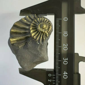 【E23216】黄鉄鉱化したアンモナイト パイライト 黄鉄鉱 アンモナイト 化石